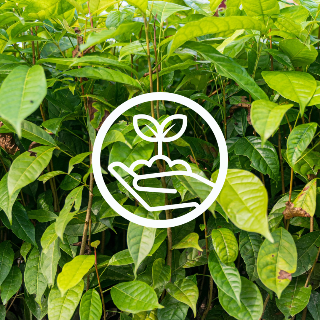 How do we plant trees?